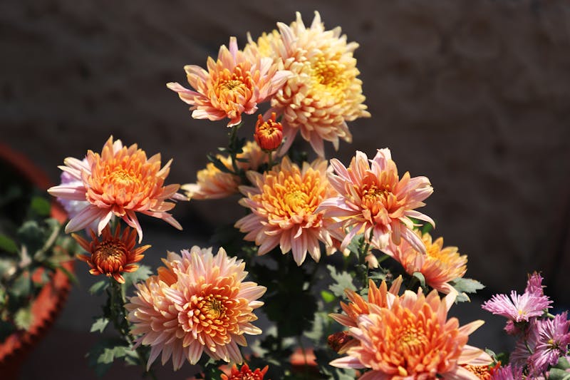 Bouquet automne chrysanthèmes dahlias interflora